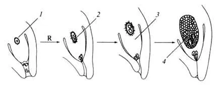 Caracteristici generale ale departamentului de gymnosperms