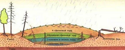 Oktatási mocsarak