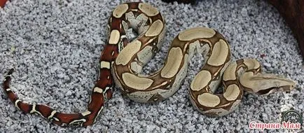 Privire de ansamblu localitățile boa constrictor constrictor - acasă Mamele