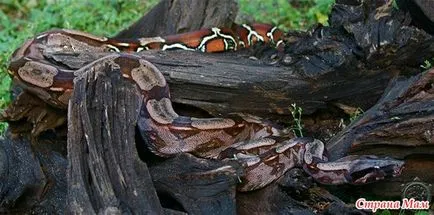 Privire de ansamblu localitățile boa constrictor constrictor - acasă Mamele