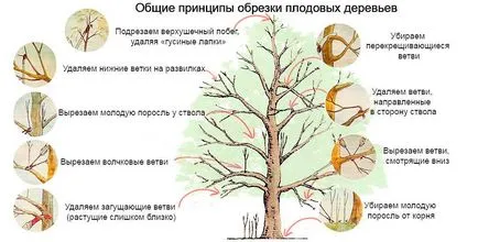 Резитба ябълкови дървета през есента за начинаещи