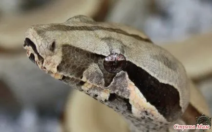 Privire de ansamblu localitățile boa constrictor constrictor - acasă Mamele