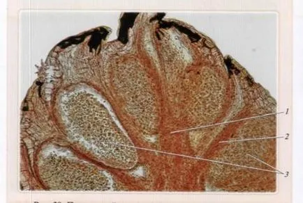 Caracteristici generale ale departamentului de gymnosperms