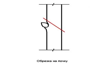 Резитба ябълкови дървета през есента за начинаещи