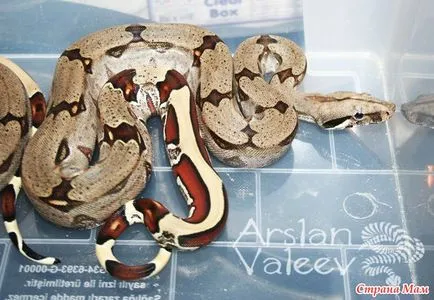 Privire de ansamblu localitățile boa constrictor constrictor - acasă Mamele