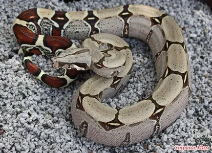 Privire de ansamblu localitățile boa constrictor constrictor - acasă Mamele