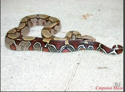 Privire de ansamblu localitățile boa constrictor constrictor - acasă Mamele