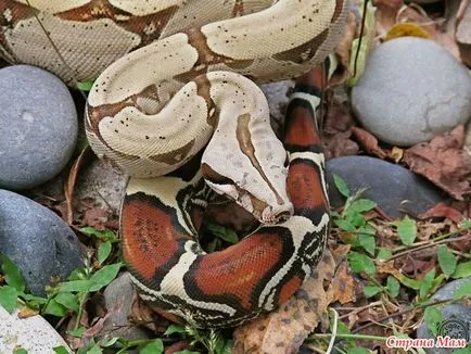 Privire de ansamblu localitățile boa constrictor constrictor - acasă Mamele