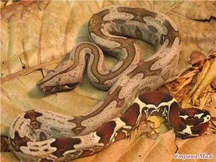 Privire de ansamblu localitățile boa constrictor constrictor - acasă Mamele