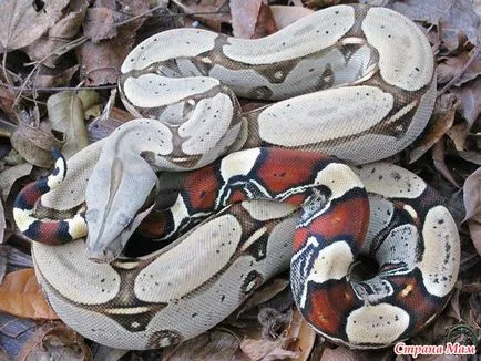 Privire de ansamblu localitățile boa constrictor constrictor - acasă Mamele