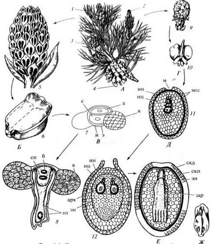 Caracteristici generale ale departamentului de gymnosperms