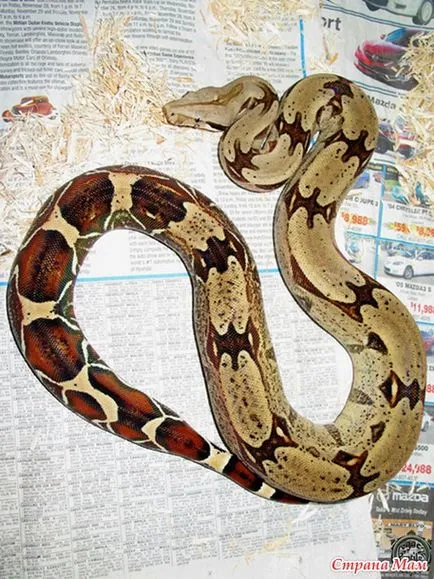 Privire de ansamblu localitățile boa constrictor constrictor - acasă Mamele