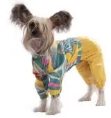 Облекло за Китайски гребенест куче