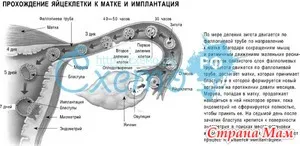 Fertilizarea de ou și a dezvoltării sale - acasă Mamele