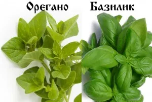 Oregano și busuioc - aceeași atotcunoscător!