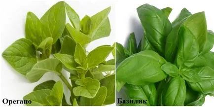 Oregano și busuioc