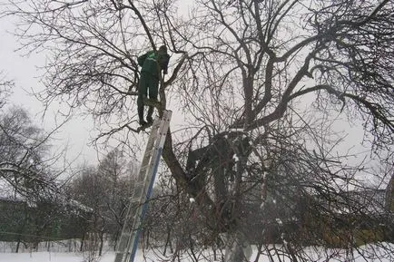 Őszi metszés almafák