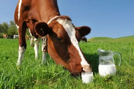 Jellemzői etetés tehenek megnövelte a tejtermelést és a tejzsír