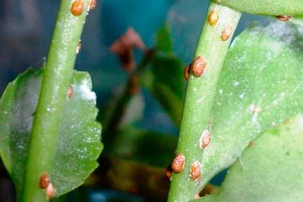 Fő kártevők és betegségek Kalanchoe egy leírást és fotó