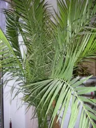 Palms - Casa cu efect de seră - Prietenii Planet