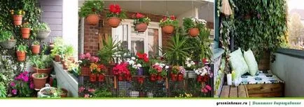 Ecologizarea balcon care plantele pentru a alege