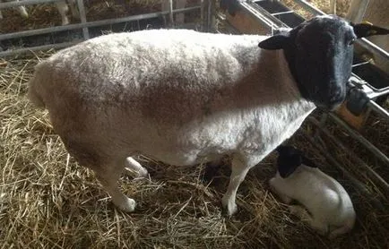 Dorper описание овце порода, поддръжката и грижата