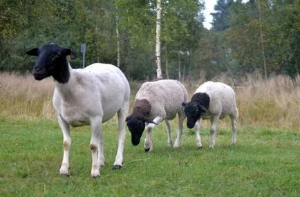 Dorper описание овце порода, поддръжката и грижата