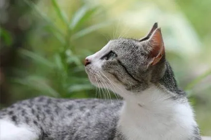 Липса на апетит при котките и повече за котешки анорексия