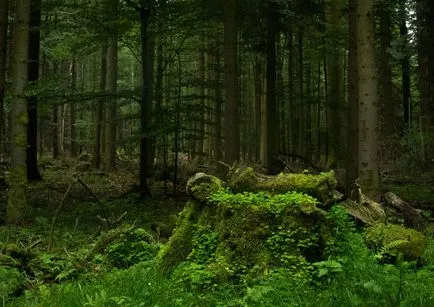 În cazul în care Tolkien Stapanul Inelelor a luat în Mirkwood, Legolas acasă