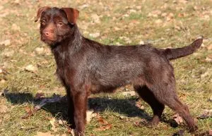 Patterdale terrier fajta jellegének leírása, fotók, minden a kutyák