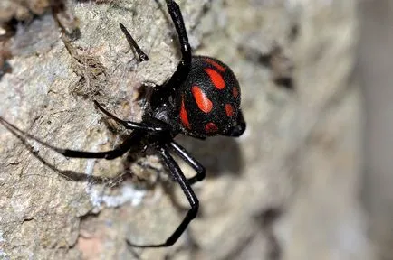 Spider Черно Widow - в прекрасния свят на животните
