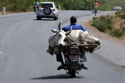 Transportul de câini pe o motocicletă