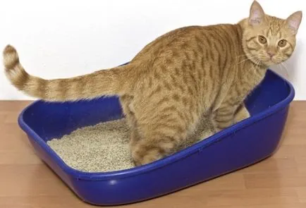 Пясък в пикочния мехур при котките причинява, диагностика, лечение