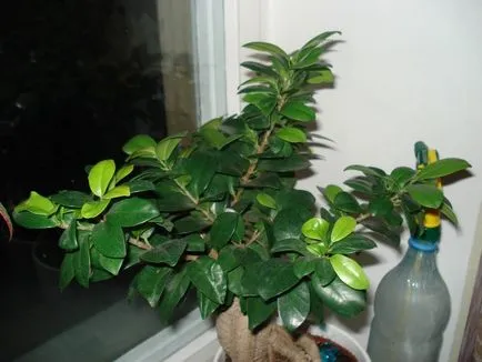 Kiültetés ficus microcarpa