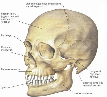 Фрактура на черепа базови симптомите, ефектите и лечение