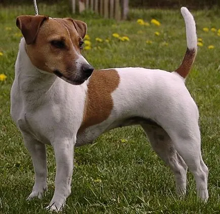 Patterdale Terrier, descriere rasa, câini caracter și fotografii