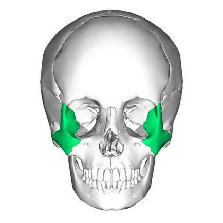 Fracturi ale osului zigomatic si simptomele arcada zigomatică, diagnostic, tratament și primul ajutor