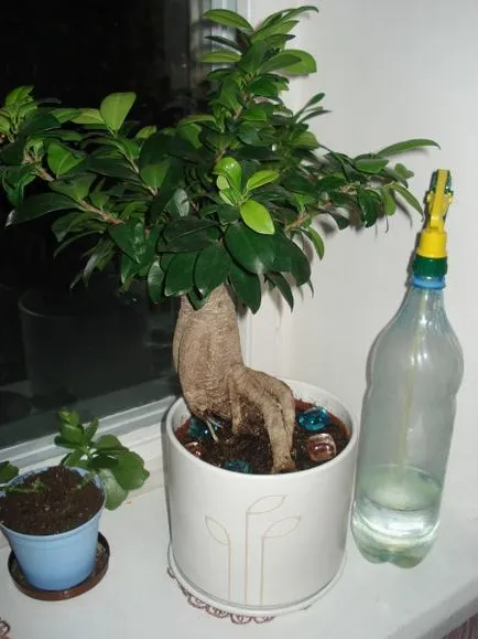 Kiültetés ficus microcarpa