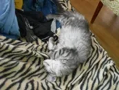 Maine Coon felisa allabrysby - pisici sănătoase superstiție