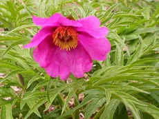 Peony (rădăcină Marin)