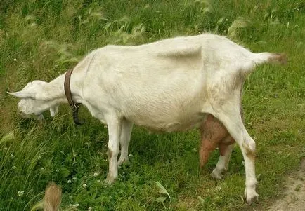 Puterea de capre - capre - creștere - agricultura - patio acasă