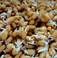 Лікування народними засобами лімфоми (народними) Лікування народними засобами лімфоми