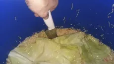 Квашена капуста, на зиму (в бочці) - улюблений рецепт, перевірений часом, (покроковий рецепт (квашена) Квашена капуста, на зиму (в бочці) - улюблений рецепт, перевірений часом, (покроковий рецепт