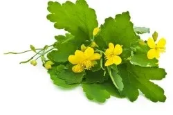 Лікування лімфоми народними засобами