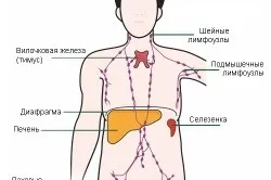 Лікування лімфоми народними засобами
