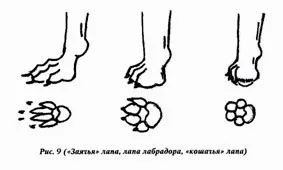 Лабрадор-ретривер стандарт породи