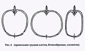 Лабрадор-ретривер стандарт породи