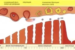 De ce se reface în mod semnificativ înainte de menstruație