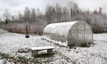 Miért paradicsom lila fagyasztott levelek, antotsianoz, terápia, küzdelem, fotó, videó