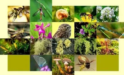 De ce este important să se păstreze biodiversitatea pământului